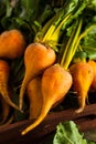 Raw Organic Golden Beets Royalty Free Stock Photo