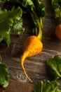 Raw Organic Golden Beets Royalty Free Stock Photo