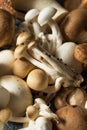 Raw Organic Gourmet Mushroom Assortment