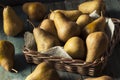 Raw Organic Green and Brown Bosc Pears Royalty Free Stock Photo