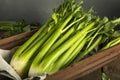 Raw Organic Green Celery Stalks Royalty Free Stock Photo