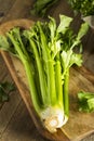 Raw Organic Green Celery Stalks Royalty Free Stock Photo