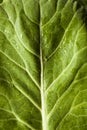 Raw Organic Green Collard Greens Royalty Free Stock Photo