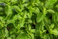 Raw Organic Green Mint Leaves Royalty Free Stock Photo