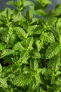 Raw Organic Green Mint Leaves Royalty Free Stock Photo