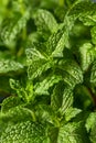 Raw Organic Green Mint Leaves Royalty Free Stock Photo