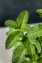 Raw Organic Green Mint Leaves Royalty Free Stock Photo