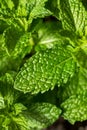 Raw Organic Green Mint Leaves Royalty Free Stock Photo
