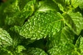 Raw Organic Green Mint Leaves Royalty Free Stock Photo