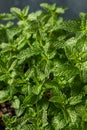 Raw Organic Green Mint Leaves Royalty Free Stock Photo