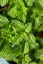 Raw Organic Green Mint Leaves Royalty Free Stock Photo