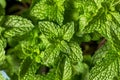 Raw Organic Green Mint Leaves Royalty Free Stock Photo