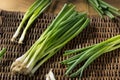 Raw Organic Green Onions Royalty Free Stock Photo