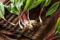 Raw Organic Green Ramps Royalty Free Stock Photo