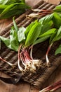 Raw Organic Green Ramps Royalty Free Stock Photo