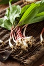 Raw Organic Green Ramps Royalty Free Stock Photo