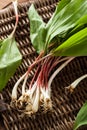 Raw Organic Green Ramps Royalty Free Stock Photo