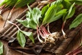 Raw Organic Green Ramps Royalty Free Stock Photo