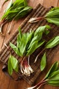 Raw Organic Green Ramps Royalty Free Stock Photo