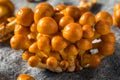 Raw Organic Japanese Nameko Mushrooms Royalty Free Stock Photo