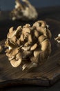 Raw Organic Maitake Mushrooms Royalty Free Stock Photo