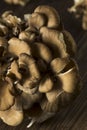 Raw Organic Maitake Mushrooms Royalty Free Stock Photo