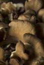 Raw Organic Maitake Mushrooms Royalty Free Stock Photo