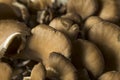 Raw Organic Maitake Mushrooms Royalty Free Stock Photo
