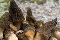 Raw Organic Morel Mushrooms Ready to Cook