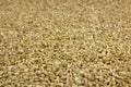 Raw organic pearl barley background Royalty Free Stock Photo