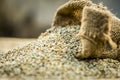 Raw organic Pennisetum glaucum,Pearl millet coming out of a gunny bag. Concept of Hunger Royalty Free Stock Photo