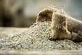 Raw organic Pennisetum glaucum,Pearl millet coming out of a gunny bag. Concept of Hunger Royalty Free Stock Photo