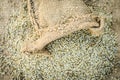 Raw organic Pennisetum glaucum,Pearl millet coming out of a gunny bag. Concept of Hunger Royalty Free Stock Photo