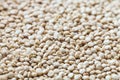 Raw organic quinoa seeds