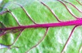 Raw Organic Rainbow Swiss Chard