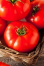 Raw Organic Red Beefsteak Tomatoes Royalty Free Stock Photo