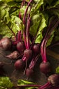 Raw Organic Red Beets Royalty Free Stock Photo