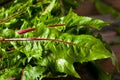 Raw Organic Red Dandelion Greens