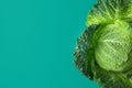 Raw organic savoy cabbage with beautiful bushy wide textured leaves on green background. Healthy lifestyle vegan Royalty Free Stock Photo