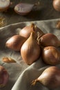 Raw Organic Shallot Onions Royalty Free Stock Photo