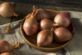 Raw Organic Shallot Onions Royalty Free Stock Photo