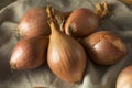 Raw Organic Shallot Onions Royalty Free Stock Photo