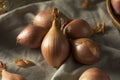 Raw Organic Shallot Onions Royalty Free Stock Photo