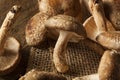 Raw Organic Shitaki Mushrooms Royalty Free Stock Photo