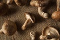 Raw Organic Shitaki Mushrooms Royalty Free Stock Photo