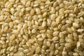 Raw Organic Short Grain Brown Rice Royalty Free Stock Photo