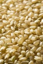 Raw Organic Short Grain Brown Rice Royalty Free Stock Photo