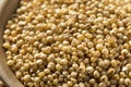 Raw Organic Sorghum Grain Royalty Free Stock Photo