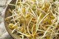 Raw Organic Soy Bean Sprouts Royalty Free Stock Photo