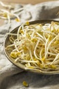 Raw Organic Soy Bean Sprouts Royalty Free Stock Photo